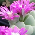 Gibbaeum petrense Mesembryanthemum graines