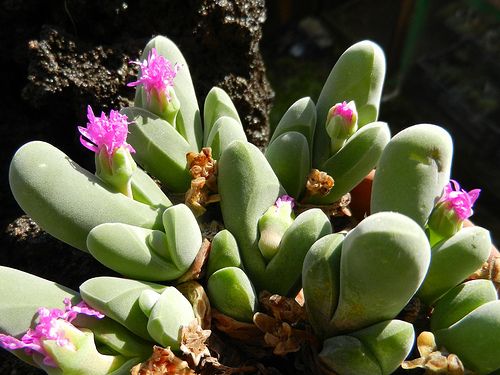 Gibbaeum shandii syn: Gibbaeum pubescens seeds