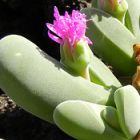 Gibbaeum shandii  semillas