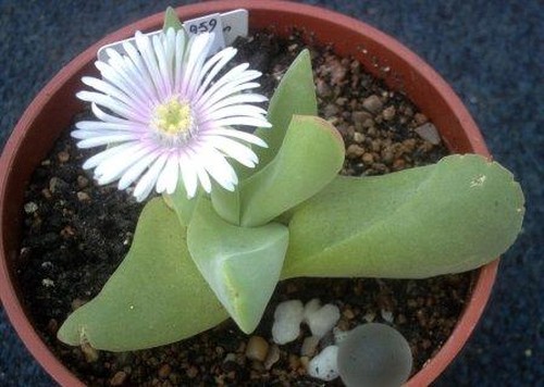 Gibbaeum velutinum succulent seeds