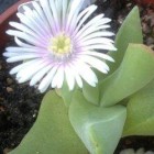 Gibbaeum velutinum Sukkulente Samen