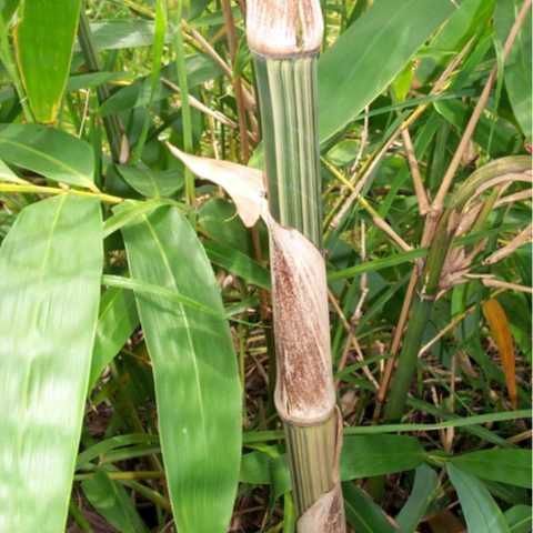 Gigantochloa albociliata giant bamboo seeds