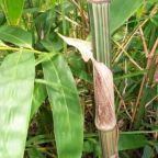 Gigantochloa albociliata  semillas