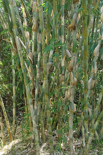 Gigantochloa apus giant bamboo seeds