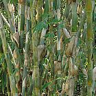 Gigantochloa apus bamb? gigante semillas