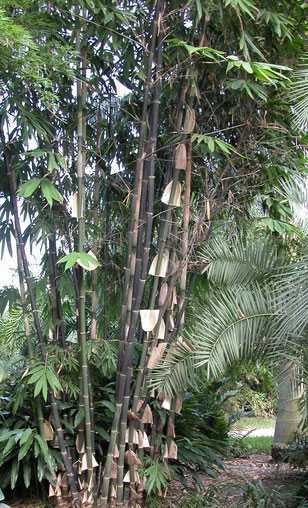 Gigantochloa atroviolacea tropical black bamboo seeds