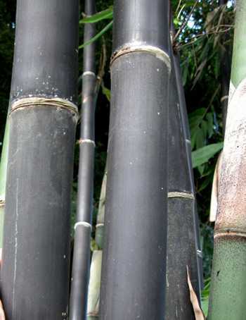 Gigantochloa atroviolacea tropical sementes de bambu preto