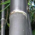 Gigantochloa atroviolacea bambou tropical noir graines