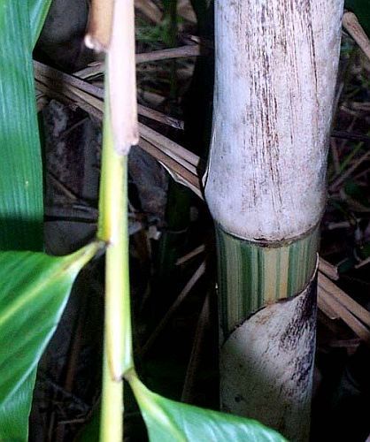 Gigantochloa brevisvagina giant bamboo seeds