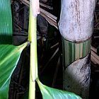 Gigantochloa brevisvagina bamb? gigante semillas