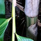 Gigantochloa brevisvagina  cемян