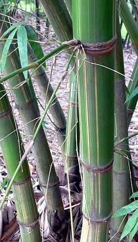 Gigantochloa longusvagina giant bamboo seeds