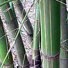 Gigantochloa longusvagina Riesenbambus Samen