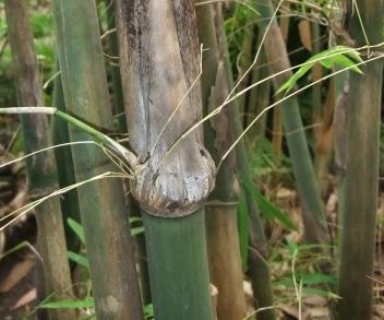 Gigantochloa macrostachya syn: Bambusa macrostachya seeds