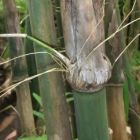 Gigantochloa macrostachya syn: Bambusa macrostachya graines