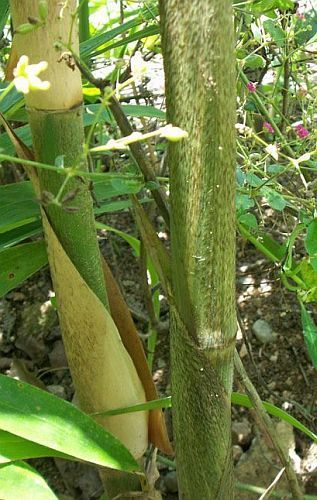 Gigantochloa nigrociliata giant bamboo seeds