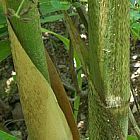 Gigantochloa nigrociliata bamb? gigante semillas
