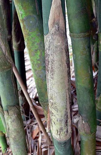 Gigantochloa takserah giant bamboo seeds