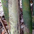 Gigantochloa takserah bamb? gigante semillas