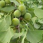 Ginkgo biloba ?rbol de cabello de doncella semillas
