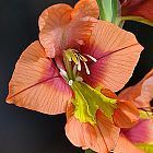 Gladiolus alatus Gladiolo, Gladiolos, Espadilla semillas