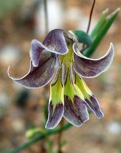 Gladiolus arcuatus sword lily seeds