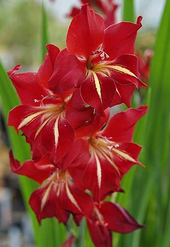 Gladiolus cardinalis waterfall gladiolus seeds