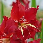 Gladiolus cardinalis Gladiolo, Gladiolos, Espadilla semillas