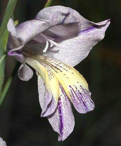 Gladiolus carinatus sword lily seeds