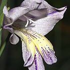 Gladiolus carinatus Gla?eul graines