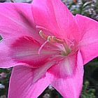 Gladiolus carmineus Gladiolo, Gladiolos, Espadilla semillas