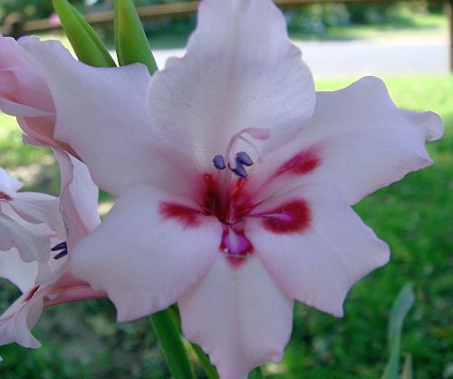 Gladiolus carneus Painted lady seeds