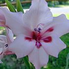 Gladiolus carneus ﻿Гладиолус карнеус, Крашеная дама  cемян