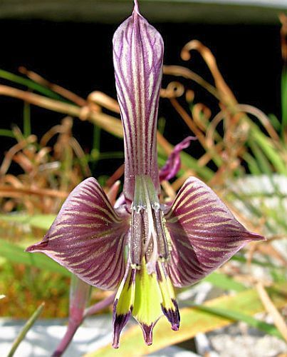 Gladiolus ceresianus sword lily seeds