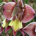 Gladiolus ceresianus Gladiolo semi