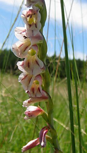 Gladiolus crassifolius sword lily seeds