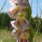 Gladiolus crassifolius Gladiolo, Gladiolos, Espadilla semillas