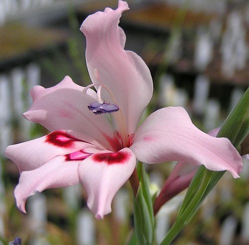 Gladiolus crispulatus sword lily seeds