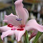 Gladiolus crispulatus  cемян