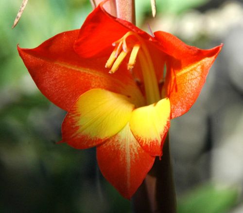 Gladiolus dalenii Parrot Gladiola seeds