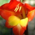 Gladiolus dalenii Perroquet Gladiolus graines