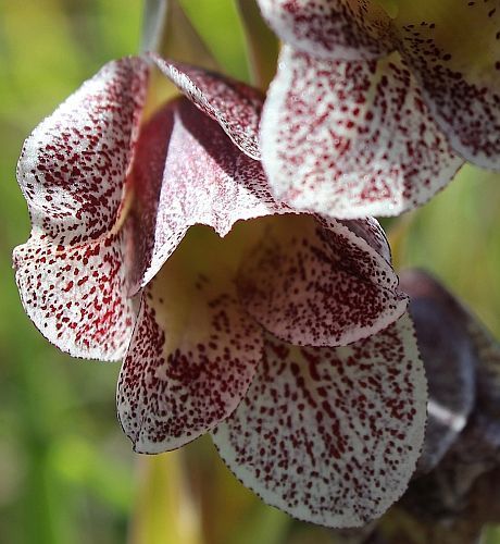 Gladiolus ecklonii sword lily seeds