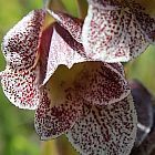 Gladiolus ecklonii Gladiole Samen