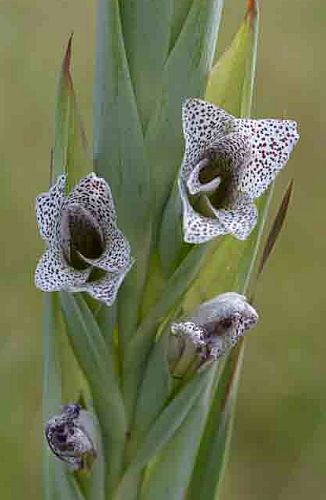 Gladiolus elliotii sword lily seeds
