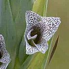 Gladiolus elliotii