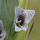 Gladiolus elliotii  cемян