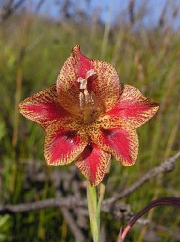 Gladiolus emiliae sword lily seeds