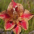 Gladiolus emiliae Schwertlilie Samen