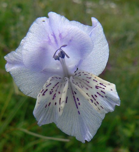 Gladiolus engysiphon sword lily seeds