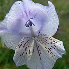 Gladiolus engysiphon